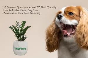 10 Common Questions About ZZ Plant Toxicity: How to Protect Your Dog from Zamioculcas Zamiifolia Poisoning