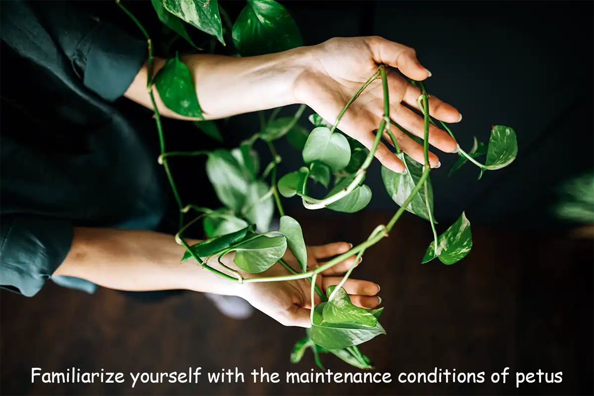 Familiarize yourself with the maintenance conditions of petus