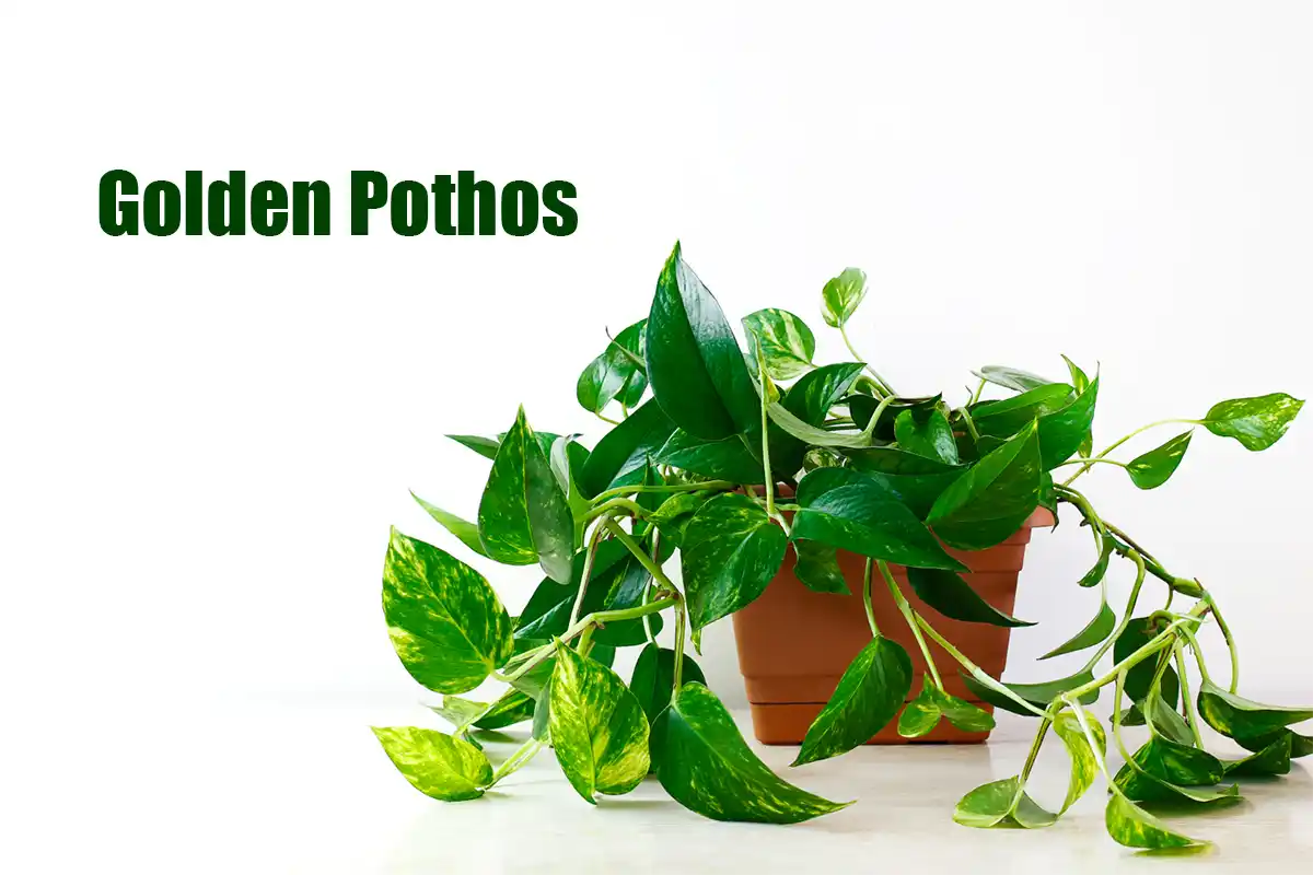 Golden Pothos