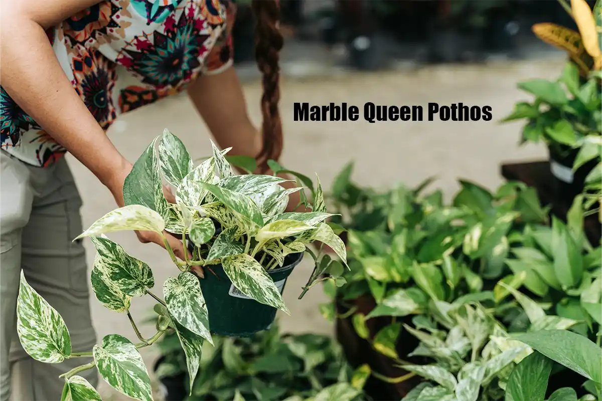 Marble Queen Pothos