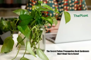 The Secret Pothos Propagation Hack Gardeners Don't Want You to Know!