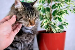 The Zamioculcas Zamicro (ZZ Plant) Is Toxic to Cats