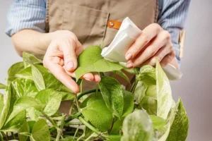 Unlocking the Secrets of Pothos Care