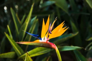 Mastering the Giant White Bird of Paradise: A Complete Guide to Strelitzia Nicolai