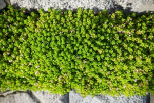 How to Grow Creeping Thyme: The Ultimate Lawn Alternative and Ground Cover Guide