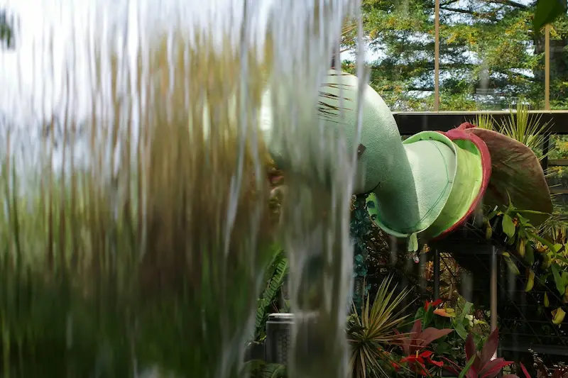 Close-up of watering loofah plants in a garden