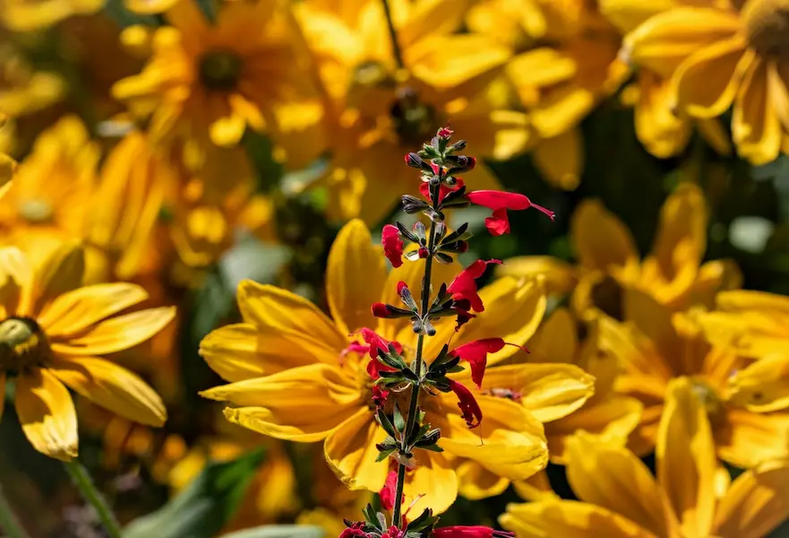 Close-up of loofah flowers with bees pollinating
