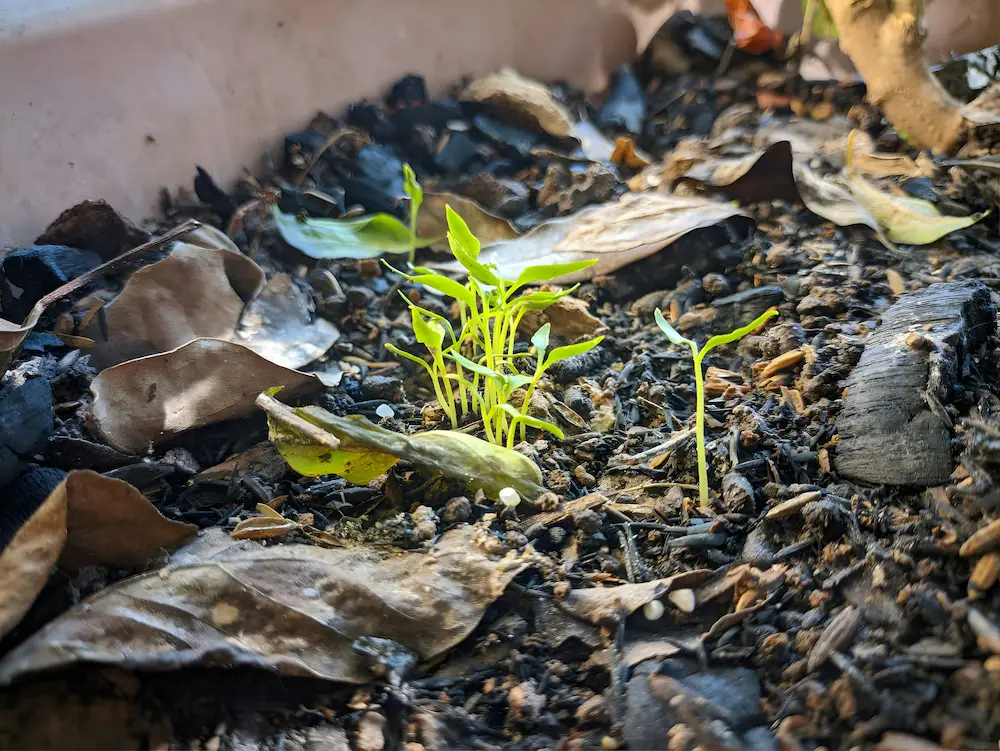 Transplanted loofah seedlings in a sunny garden