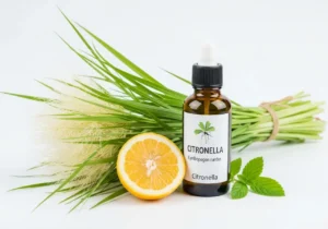 Unraveling the Citronella Plant: Beyond the Mosquito Myth