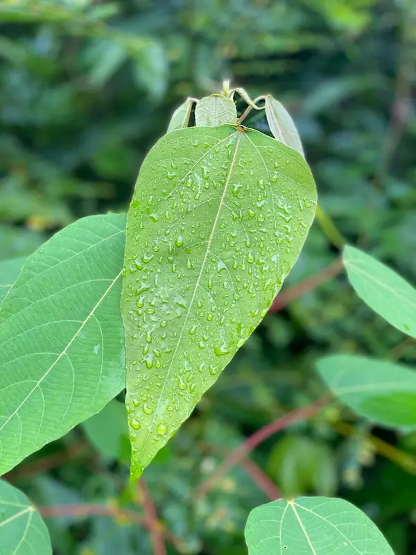 Aphids on a loofah leaf with natural remedies nearby