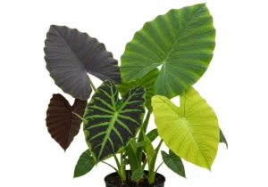 The Majestic Elephant Ear Plant: A Comprehensive Guide for Gardeners