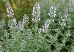 The Catnip Plant: Unveiling the Enigma of Nepeta cataria