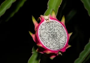 Dragon Fruit: Unveiling the Enigmatic "Queen of the Night"