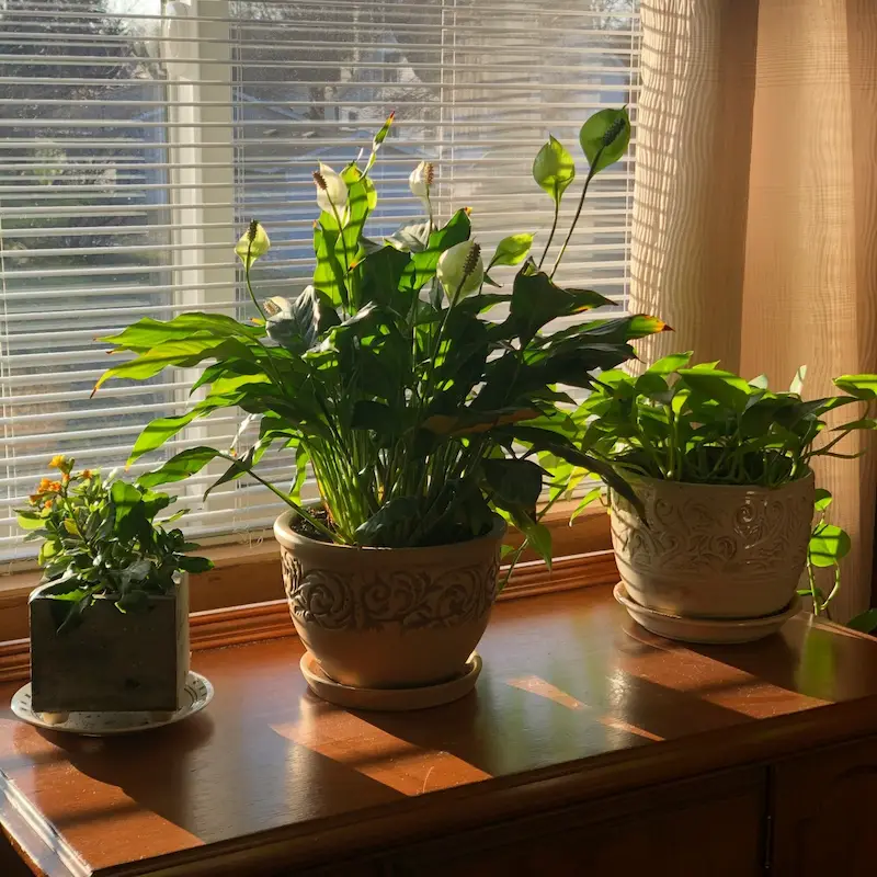 Indoor setup for growing loofah plants with necessary lighting and support