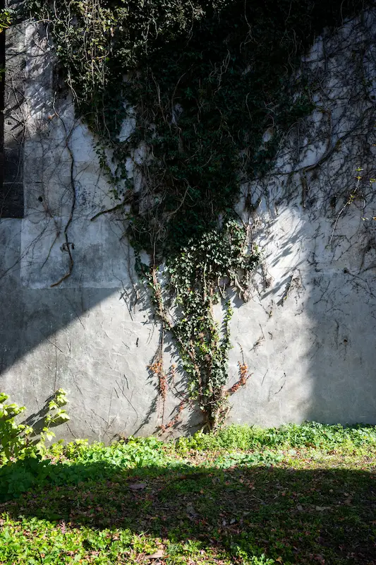 Loofah vines climbing on a trellis in a garden