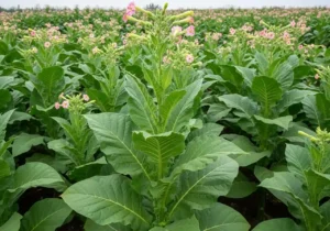 Tobacco Plants (Nicotiana spp.): A Comprehensive Guide to Botanical Diversity, Cultivation, and Responsible Engagement